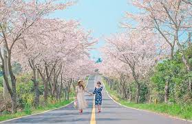 Check spelling or type a new query. Jadwal Musim Sakura Di Korea 2020 Difawisata Com