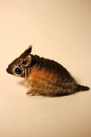 Baby Armadillo By Dmitry Lagun Hairless Animals Cute Animals Armadillo