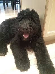 Barney is from goldendoodles forever. Black Sheepadoodle Lucy Sheepadoodle Sheepadoodle Puppy Black Labradoodle