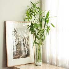 Whether grown in water or in soil, lucky bamboo requires bright, indirect light. Growing And Caring For Lucky Bamboo