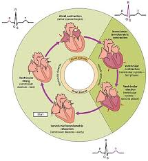 Cardiac Cycle Wikipedia