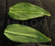 Image result for Spermacoce ruelliae