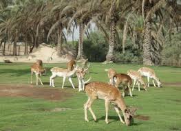 اسعار دخول افريكانو بارك 2020 ورقم الهاتف سفر