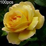 Originally bred for cut flowers, this amazing red and yellow rose is now available to grow in your garden. 100pcs Yellow Rose Seeds Ornamental Flower Garden Yard Plant Office Bonsai Decor Yellow Rose Seeds Buy Online In Angola At Angola Desertcart Com Productid 150531949