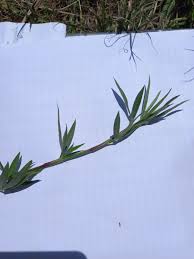 Image result for Stylosanthes guianensis