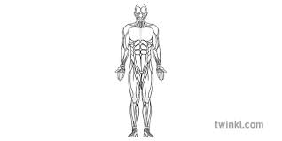 Clavicle, deltoid tuberosity, acromion and scapula: Muscles Front Of Body Black And White Illustration Twinkl