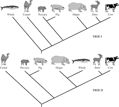 The evolutionary origin of whales and the subsequent remarkable transformation that led to their monophyly of the pig + peccary clade. Https Secure Media Collegeboard Org Apc Ap11 Biology Form B Q4 Pdf