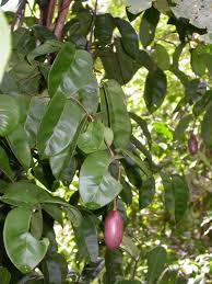 Image result for Gnetaceae