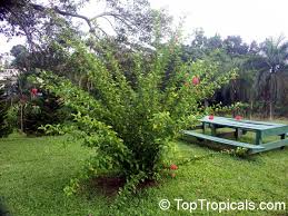 We did not find results for: Hibiscus Schizopetalus Coral Hibiscus Skeleton Hibiscus Chinese Lantern Japanese Lantern Fringed Hibiscus Toptropicals Com