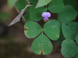 Image result for Grona triflora