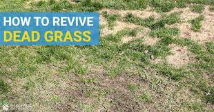 Sow the patch with an appropriate seed mix, sprinkling half the grass seeds in one direction and the rest in the other. How To Fix Dead Grass Is It Dead Or Dormant