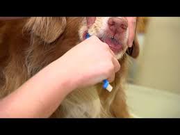 Get tips on pet training, behavior, health, and more. Videos Bluegrass Veterinary Specialists Animal Emergency Animal Hospital In Lexington Ky