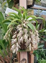 Image result for Schizochilus sulphureus