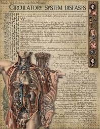 Circulatory System Human Anatomy Printable Book Of Shadows Bos Green Witch Digital Download Vintage Wicca Anatomical Illustrations Book Of Shadows Human Anatomy Human Heart Anatomy