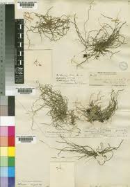 Image result for Mystacidium tanganyikense