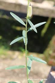 Image result for Crotalaria subcapitata