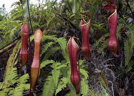 Nepenthes Eustachya Tropical Pitcher Plant In Habitat North Sumatra Indonesia Pitcher Plant Insectivorous Plant Forest Plants