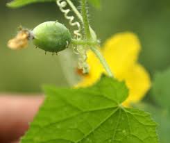 Image result for Cucumis prophetarum