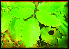 Image result for Rastrophyllum pinnatipartitum