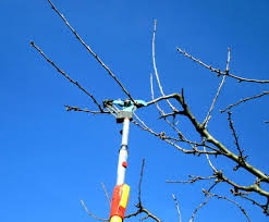Achat Porte Greffes Fruitiers Taille Cerisier Porte Greffe Arbre Fruitier