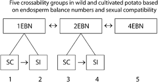 Image result for Lefebvrea longipedicellata