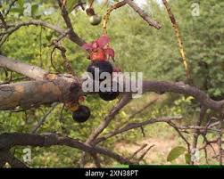 Image result for Ochna pulchra
