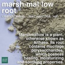 (although marshmallows used to contain marshmallow root, hence the name, most commercially produced ones don't anymore.). What Is Marshmallow Root And Will It Give You Better Skin And Hair Huffpost Life