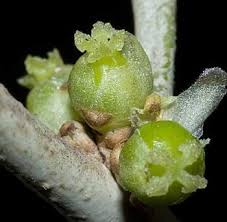 Image result for Heywoodia