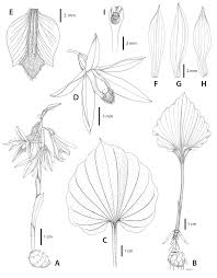 Image result for Nervilia adolphi