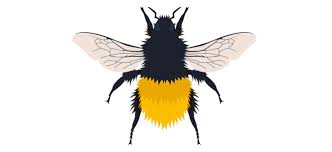 Image result for Bombus alpinus