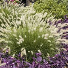 Pennisetum Alopecuroides Hameln Avec Images Massif Fleurs Plante Pour Jardiniere Jardin Massif