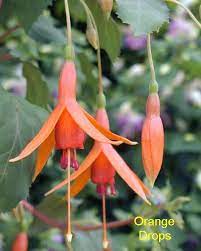 Orange Drops Fuchsia Flowers Fuchsia Flower Fuchsia Plant