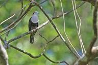 Photos - Red-naped Fruit-Dove - Ptilinopus dohertyi - Birds of the ...
