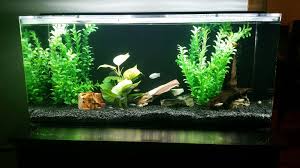 Whether you want a new look for your aquarium or a healthy alternative for your fish, gravel replacement can be tricky. Photo 1 I Changed Out My Substrate From Natural Pea Grave