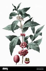 Image result for Coffea sp. A