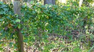 Image result for Passiflora suberosa