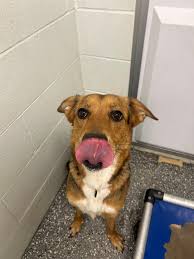 Meet Jazzy she is 2 weeks old ❤️