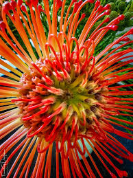 Image result for Protea welwitschii × angolensis