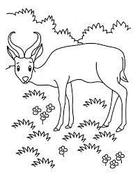 39+ printable realistic animal coloring pages for printing and coloring. Realistic Animals Coloring Pages Only Coloring Pages Thebooks