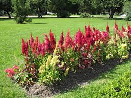 Image result for Celosia argentea
