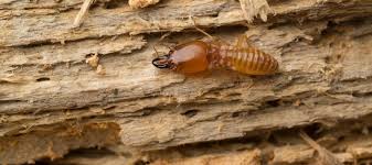 Faqs on landlord pest control. Do Termites Eat Hardwood Safeguard Pest Control