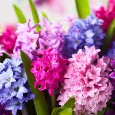 Maybe you would like to learn more about one of these? Five Favorite Spring Flowers Fun Facts Schaaf Floral