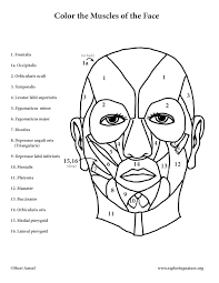 The quadriceps muscles are four powerful muscles at the front of the thigh involved in movement. The Muscle Pro Wrestler Online Coloring Page Coloring Library