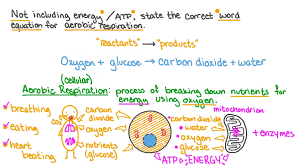 What are the 2 types of cellular respiration? Question Video Stating The Overall Word Equation For Aerobic Respiration