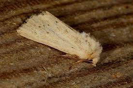 Image result for Photedes extrema