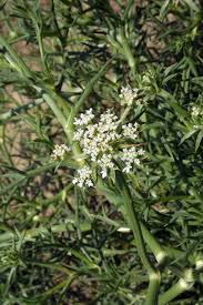 Image result for Gerrardinaceae