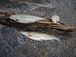 Best places to fish yellowstone lake. Study Finds Lake Trout Impacts Surrounding Ecosystems Not Just Yellowstone Lake Wyoming Public Media