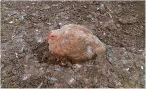 Maybe you would like to learn more about one of these? Poultry Welfare Assessment On The Farm Focusing On The Individual Sciencedirect