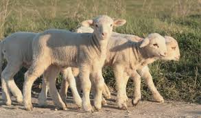 Starting Young Nursing Lambs On Feed Country Corner Feed Tack Llc Site
