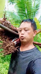 Ito yong unang proseso sa pagharvest ng abaca. #farmer #farmlife #farming  #harvest #harvesting #abaca